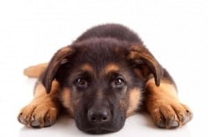 pour mon chien