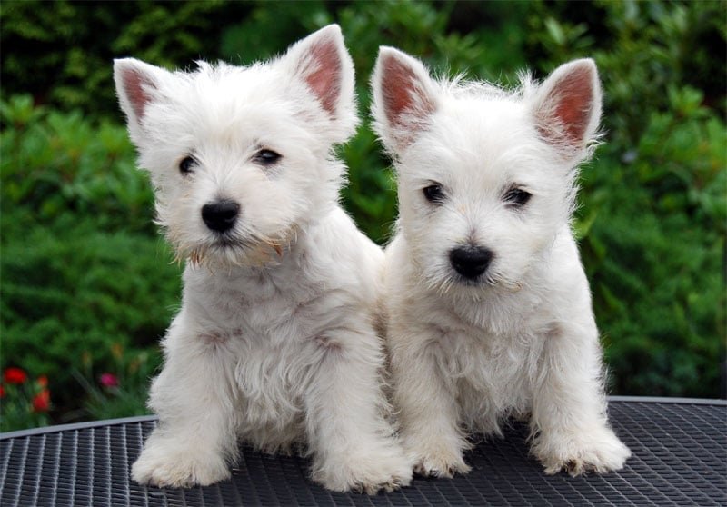 Westie