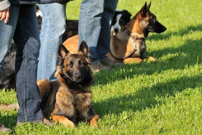 apprendre le coucher a son chien