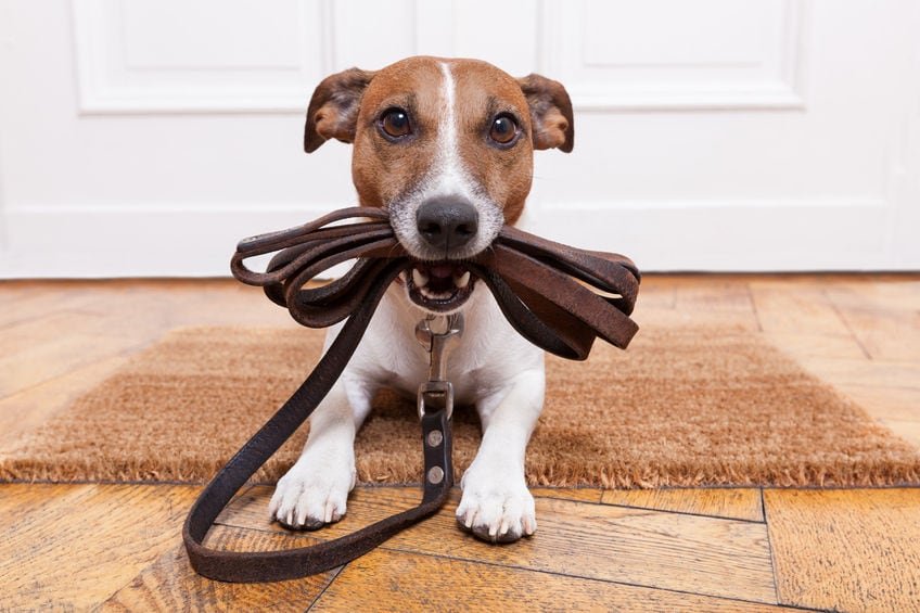 Marche en laisse et rappel : Comment apprendre à son chien ?