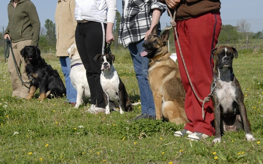 apprendre-assis-a-son-chien