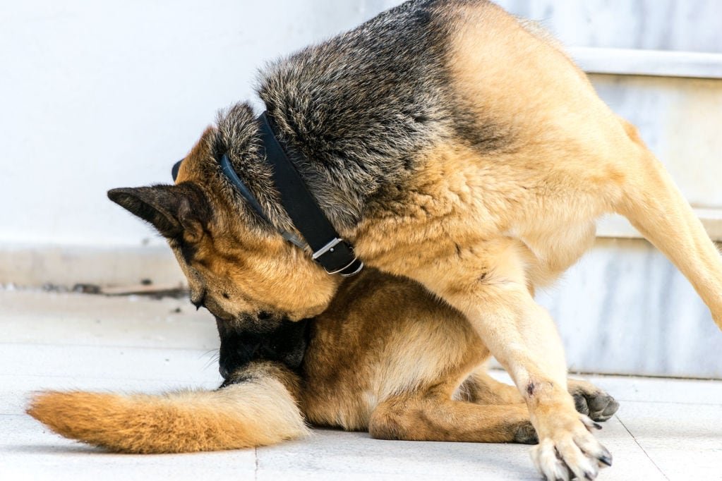 chien qui se gratte