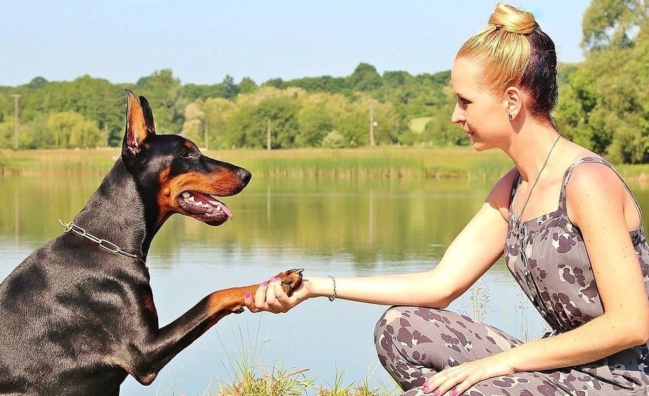 apprendre chien donner patte