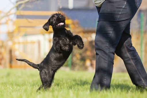 chien saute sur les gens