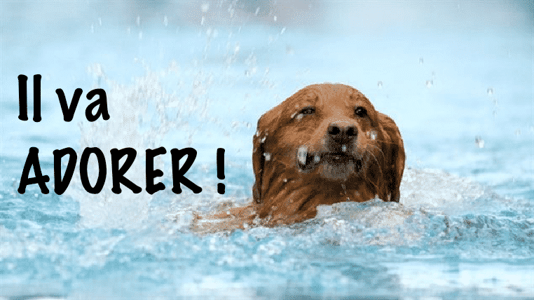 Piscine-pour-chien1 Piscine-pour-chien1