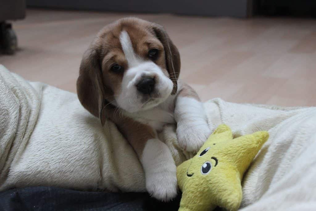 chiot-beagle-mignon