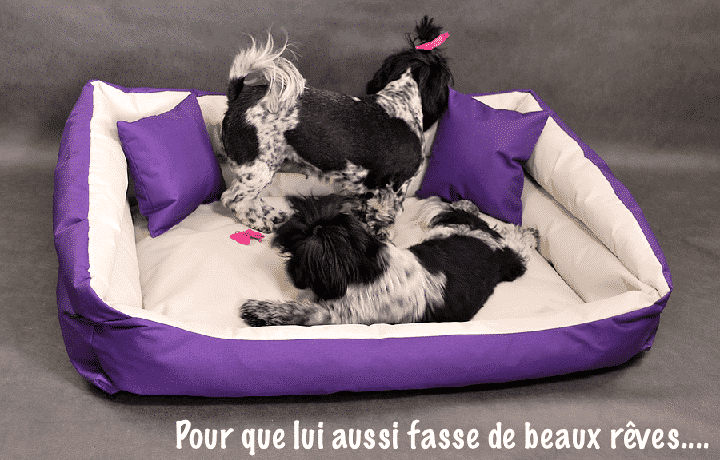 panier-pour-chien1