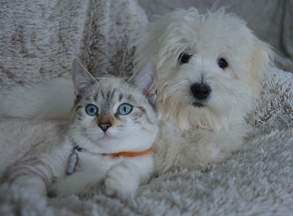chien-chat-pris-sur-le-fait