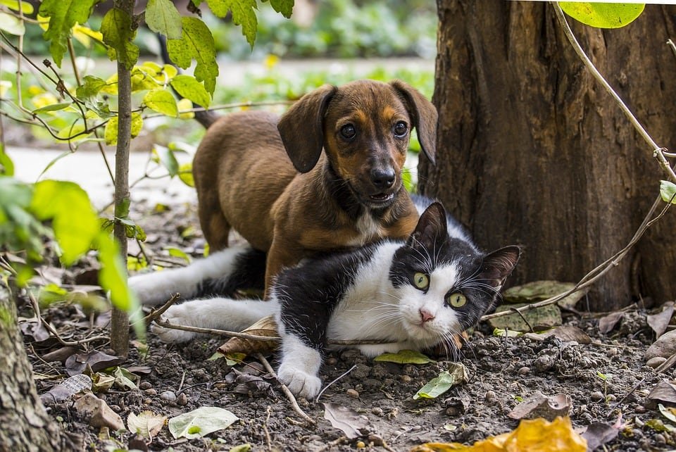 Premiere Rencontre Comment Reussir A Faire Cohabiter Chien Et Chat