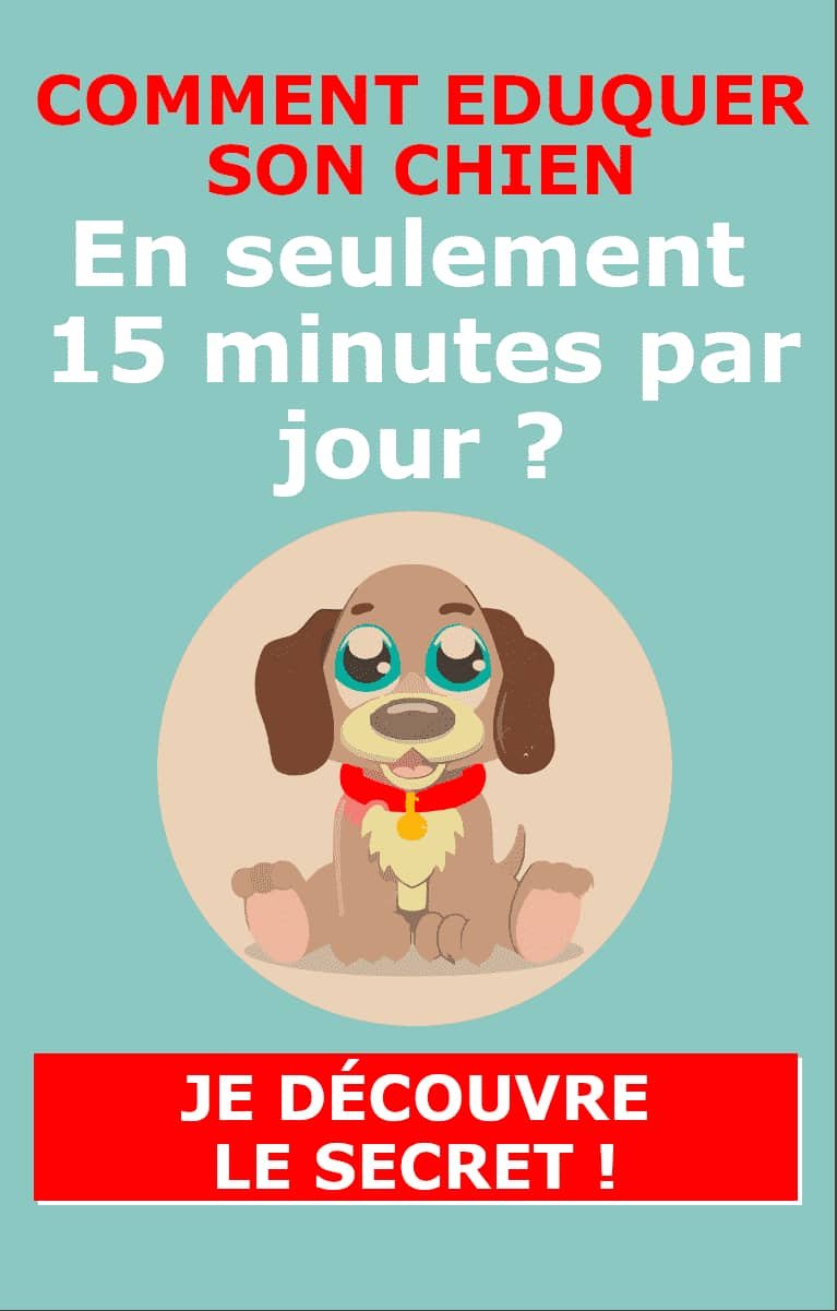 Chien et ultrasons - Les ultrasons sont-ils dangereux pour le chien ?