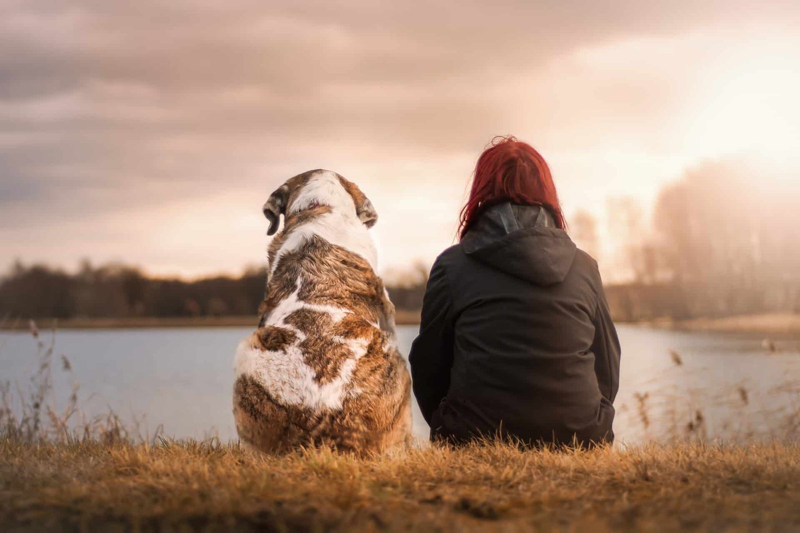 comportement du chien